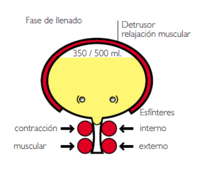 Vejiga y uretra. Esfínteres interno y externo de la uretra activados mientras la vejiga está llena.
